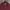 LAINE Casual Casual Shirt Pria Burgundy
