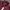 LAINE Casual Casual shirt Pria burgundy photo 4