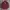 LAINE Casual Casual shirt Pria burgundy photo 1