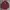LAINE Casual Casual Shirt Pria Burgundy