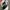 Adidas Streetwear Casual Sneakers Pria white photo 4