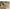 Pull & Bear Casual Sneakers Pria tan photo 1