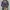 COLORBOX Coquette Crop top Wanita purple photo 1