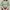 COLORBOX Coquette Crop top Wanita green photo 1