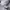 Obey Casual Hoody Pria gray photo 6