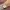 Orient Luxury Casual Pria gold silver photo 1