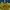 Sportswear Casual Jersey Pria gold yellow photo 3