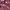 Champion Streetwear Casual Sweater Pria Burgundy