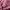 Champion Streetwear Casual Sweater Pria burgundy photo 3