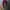 Japanese brand Grunge Muslim Scarf Wanita purple photo 1