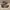 Reebok Sportswear Boots Pria brown photo 1