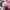 Streetwear Skater Hoody Pria pink photo 5