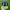 Pancoat Streetwear Hat Pria blue yellow photo 1
