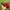 Stussy Vintage Streetwear Hat Pria red black photo 2