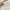 Coquette Casual Skirt Wanita white photo 2