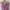 Fairy Minimalist Bodysuit Wanita pink photo 4