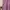Fairy Minimalist Bodysuit Wanita pink photo 2