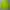 Carhartt Streetwear Skater Trench Coat Pria Green