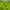 Carhartt Streetwear Skater Trench coat Pria green photo 3