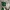 Adidas Streetwear Sportswear Hoody Pria cream photo 2