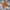 Casual Fur Coat Kids Brown