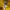 Oioi Casual T-shirt Pria yellow photo 5