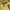 Uniqlo Casual T-shirt Pria Yellow