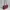 Charles and Keith Luxury Shoulder bag Wanita burgundy photo 2