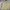 Carhartt Vintage Y2K T-shirt Pria tan cream photo 5