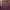 GAP Luxury Hoody Pria Burgundy