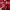 Abercrombie & Fitch Streetwear Hoody Pria red photo 2