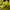 Pancoat Streetwear Sweater Pria yellow photo 2