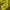 Pancoat Streetwear Sweater Pria yellow photo 3