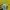 Pancoat Streetwear Sweater Pria yellow photo 5