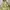 Sportswear Windbreaker Pria green brown photo 2