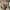 Sportswear Windbreaker Pria green brown photo 3