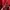 Adidas Casual Track jacket Pria red photo 3