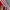 Adidas Casual Track jacket Pria red photo 4