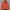 Nike Streetwear Casual Hoody Pria orange photo 1