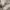 Dickies Casual Casual pants Pria cream photo 4