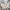 Japanese Brand Casual Formal Pants Pria Cream