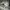 Burberry Casual Polo shirt Pria white photo 3