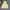 Montbell Indie Futurist Trench coat Pria yellow photo 1