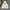Montbell Indie Futurist Trench Coat Pria Yellow