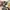 Montbell Indie Futurist Trench coat Pria yellow photo 3