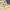 Montbell Indie Futurist Trench coat Pria yellow photo 2