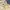 Montbell Indie Futurist Trench Coat Pria Yellow