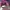 K2 Vintage Windbreaker Pria pink photo 4