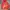 MLB Casual Bomber Jacket Pria Red
