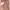 Casual Summer dress Wanita brown photo 1